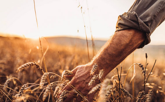 Types of Loans For Agriculture