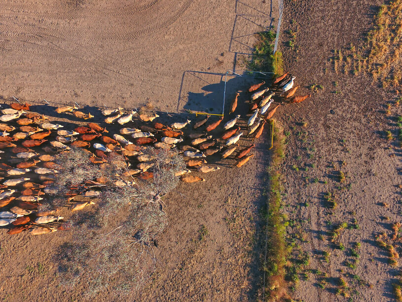 a group of cows in a fenced in area