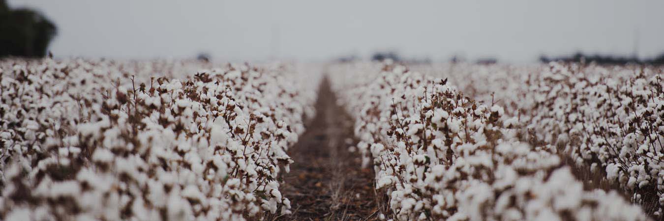 Frustrated cotton farmer gets better farm business loan terms via AgLend’s vast credit network