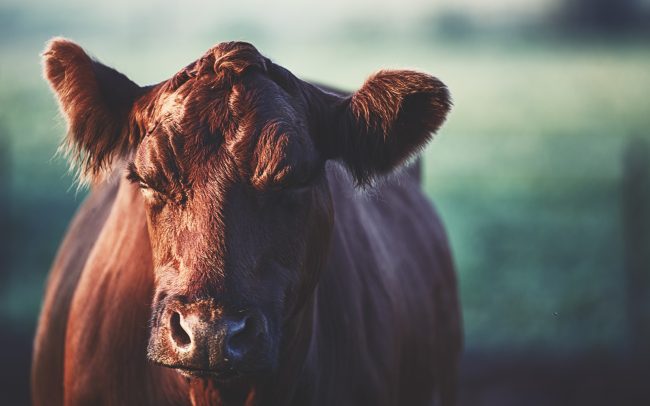 cattle-financing