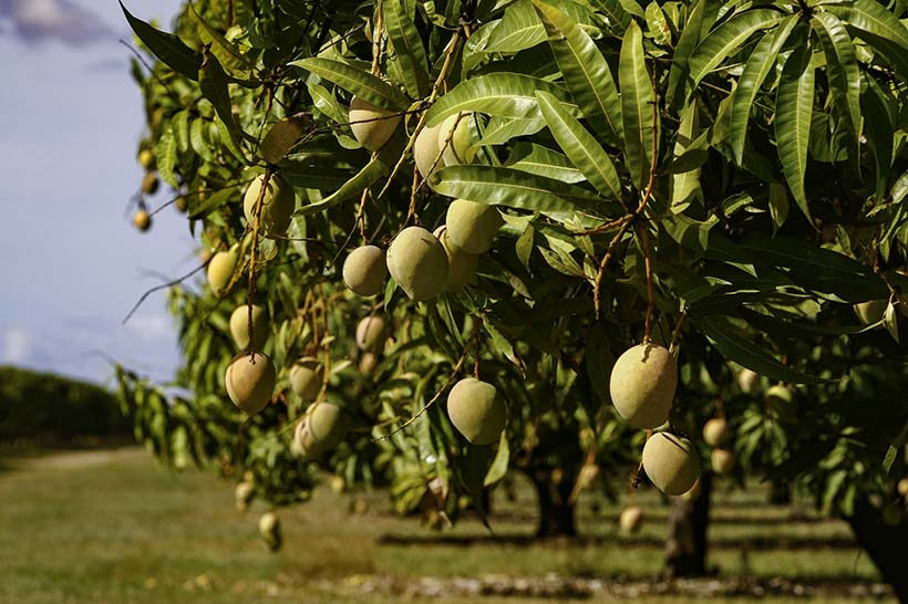 Rejected by banks, young couple finally gets financing for mango farm business