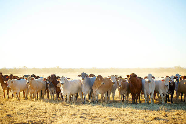 cattle-loans-australia