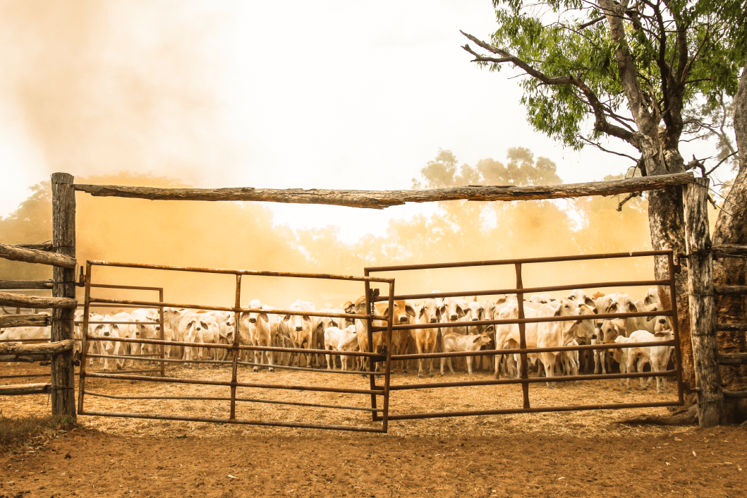 How to Invest in Livestock: 8 Reasons Why It’s A Good Investment