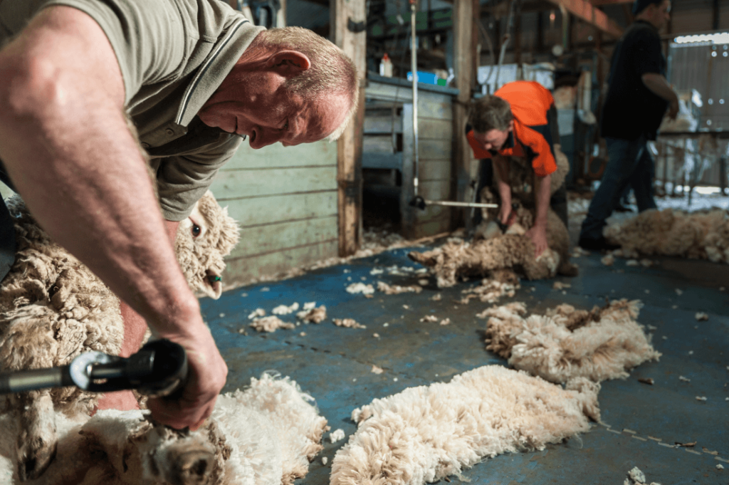 investing in sheep australia