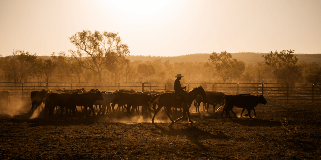 livestock-investing-in-australia